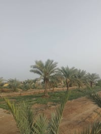 ١٤٤٠م • واجهة ١٨م • مزرعة سيد حميد