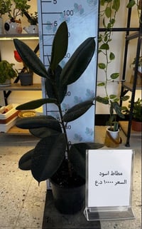 نباتات • نباتات منزلية • نباتات زينة • زراعة منزلية • ديكور منزل • تسم...