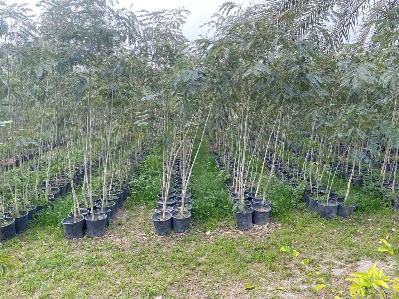 السلام عليكم يتوفر 
البيزيا خشنه سندانه 24 يوجد جمله ومفرد يوجد توصيل داخل بغداد لطلب والاستفسار


**إذا كنت صاحب هذا الإعلان وتريد حذفه لأي سبب، رجاءا أرسل رسالة إلى الدعم الفني**