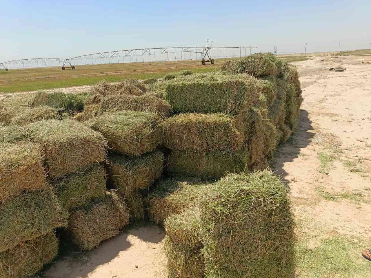 سلام عليكم 
اخوان يوجد كبس جت البيع درجه رقم 1
الكبسه سيم مو خيط ولوزن من 25 كيلو
لحد 30كيلو خوان الكبس بحاله جيده
عنوان كربلاء عين التمر *********** وتساب

