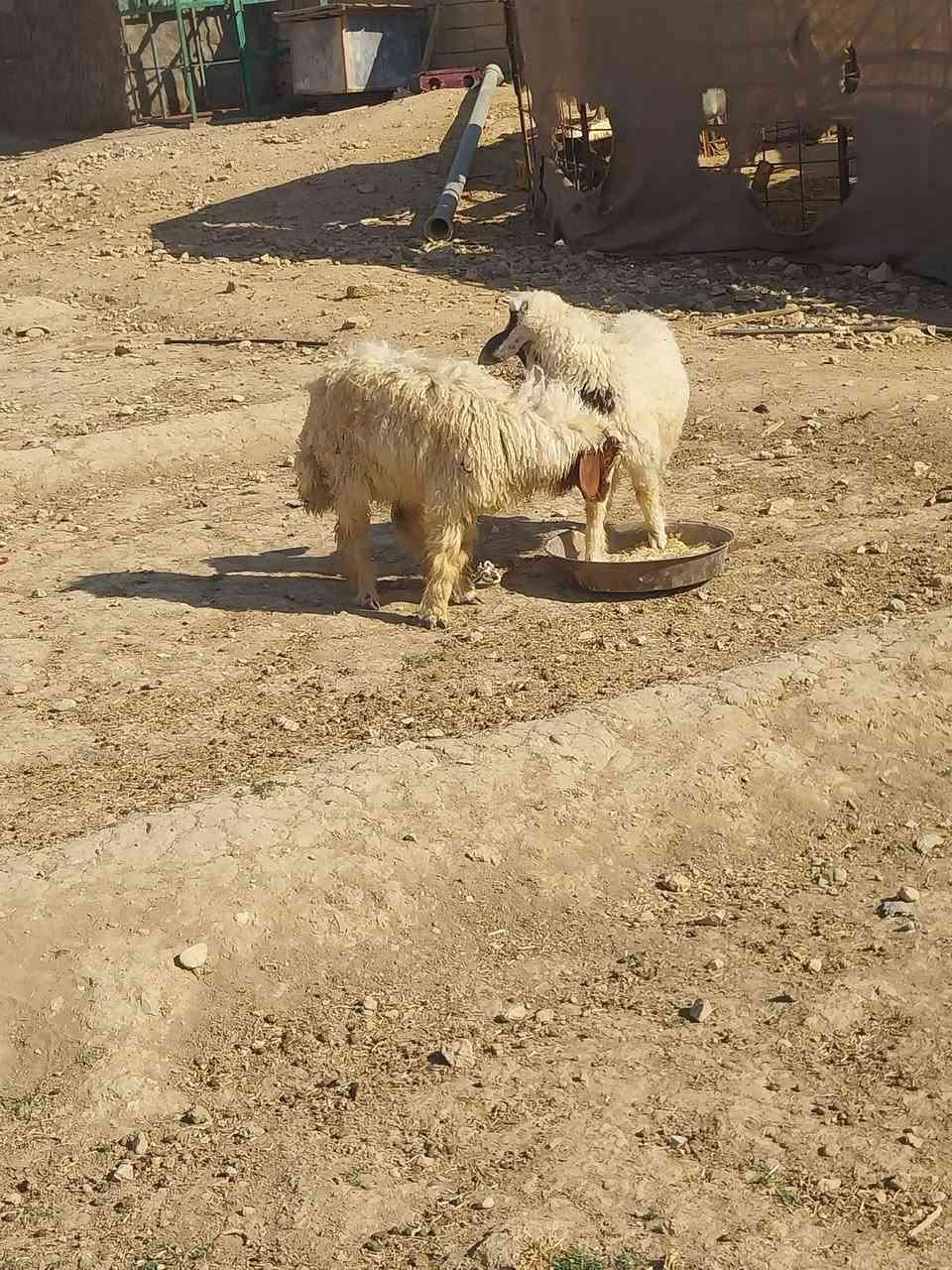 بسم الله متااح زوج طليان مال ربط شرط النصاح
مكان عنه الريحانه.    سعر الزوج   ٤١٥  
توصيل حسب الاتفاق  ***********
