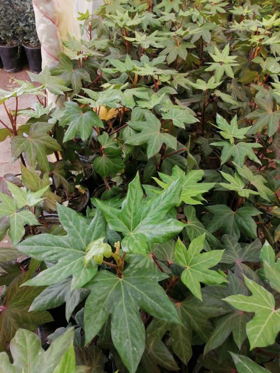 اي قطعه داخل المنشور 3000 🍀
اثنين ب 5000 🏵️
يوجد توصيل داخل بغداد فقط 🪴


**إذا كنت صاحب هذا الإعلان وتريد حذفه لأي سبب، رجاءا أرسل رسالة إلى الدعم الفني**