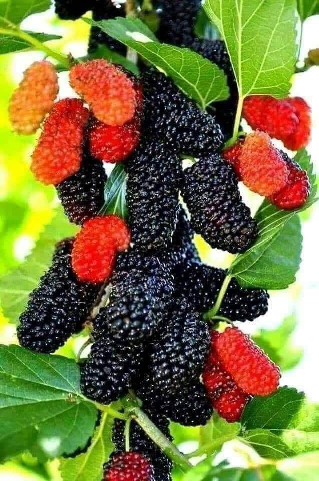 ‎🍀توی رەشی کەنەدی 🍀

‎نرخ ۲٥٠٠
‎یەک سال دوای ناشتنی بەردەگرییت 

‎بەریکی زۆر دەگریت 

‎تامیکی خۆشی هەیە

‎بەرزی نەمام مەتریک و نیوە 

‎گەیاندن هەیە بۆ هەمو کوردستان
‎بۆداواکردنی پەیوەندی بکەن 
***********
***********

‎ناونیشان 

 ‎رانیە گوندی کانیماران رانية, السليمانية
