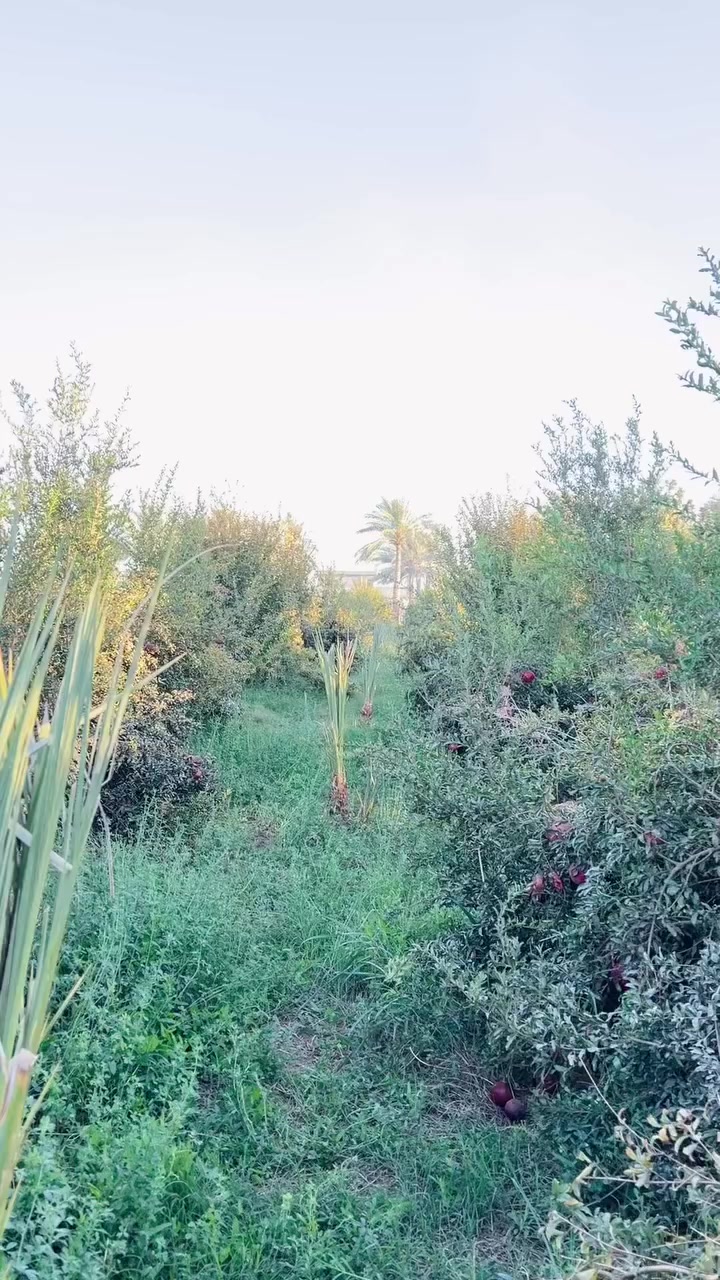 افضل نوع رمان مموجود بالمشاتل العراق جوه حار جاف وارضه مالحه مو كل صنف ينجح بي نادراً ما تلكه صنف بهيج مواصفات مثل الفيديو الصنف الي امامكم صنف جديد مستورد 

متوفر منه لدينا انتاجنا شتل يصلك وين ما كنت


**إذا كنت صاحب هذا الإعلان وتريد حذفه لأي سبب، رجاءا أرسل رسالة إلى الدعم الفني**