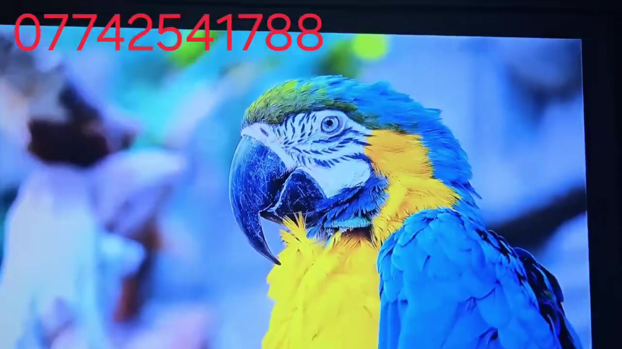 2300 Ansi💪❤️❤️❤️
عرض صوره 300 انج 7 متر

اندرويد 12 

جهاز العرض Flixtone  هو جهاز خرافي

الدقة: دقة أصلية  (Full HD) مع دعم لمحتوى 4K.

السطوع: سطوع عالي يصل إلى 2300 ANSI الى 2500.

الصوت: نظام صوتي محيطي مدمج مع مكبرات صوت مزدوجة بقوة 15 واط لكل منهما.

المميزات الذكية: تصحيح تلقائي للصورة (Automatic Correction). يعرض حجم 300 انج


**إذا كنت صاحب هذا الإعلان وتريد حذفه لأي سبب، رجاءا أرسل رسالة إلى الدعم الفني**