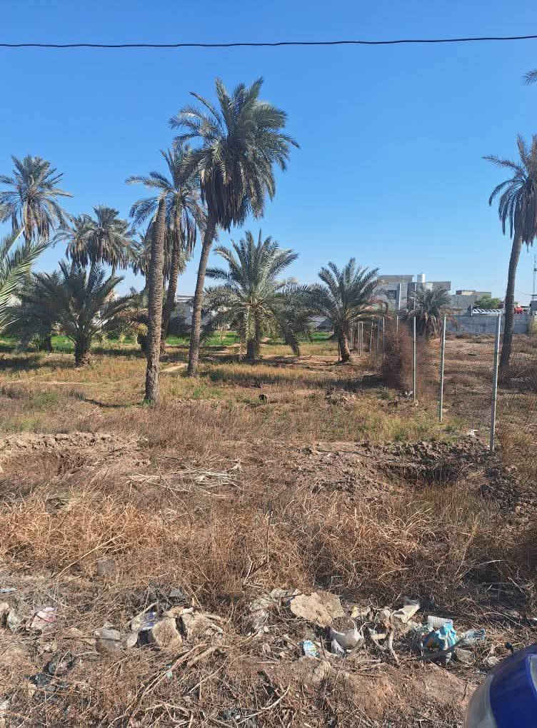 دوانم 6 للبيع طابوملك صرف زراعي ملاك عراقي تحويل بلاسم مباشر مكان مميز جداا الي عله باب الله قضاء شط العرب مقابيل شط الجباسي للاستفسار واتساب ***********او ***********
