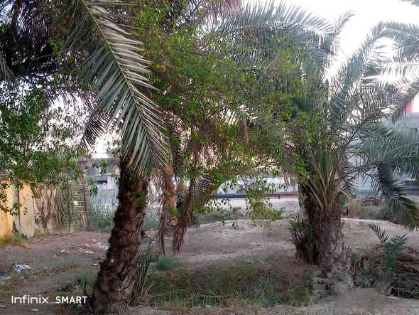 جيكور شارع سيد كاضم قطعه ارض مساحه480سهم بسمك  شرط تحويل وعلى نهر وبيه نخل  وشجرة  ابو الخصيب  شراي تعال خاص ماي كهرباء يمك واجه 26ونزال19ونص واكو بصفها 200تكدر تطبكهاو وياها قطع مساحه 200متر  شراي اتصل ***********وتساب موجود
