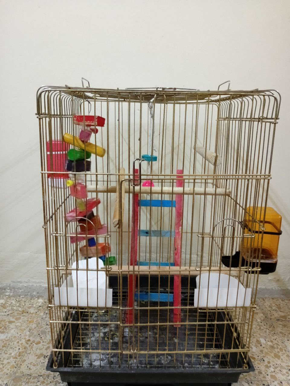 قفص مرتب ونظيف للكوكتيل او ببغاء
مع قفص صغير ناقل مع كامل الملحقات 
الموضحة في الصورة 
القياسات : الطول 60cm العرض40cm العمق 45cm
مع اكل مشكل يرهم للكوكتيل والببغاء مجاني 
س ع ر:، 65 الف وبيهم مجال بسيط للشراي 
المكان : الموصل الجانب الايسر


**إذا كنت صاحب هذا الإعلان وتريد حذفه لأي سبب، رجاءا أرسل رسالة إلى الدعم الفني**