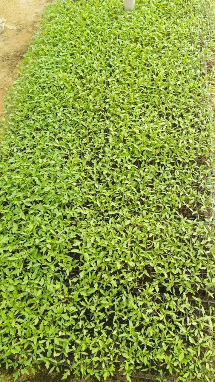 يوجد لدينا شتل طماطة عادي ومقاوم لحجز والاتصال***********
