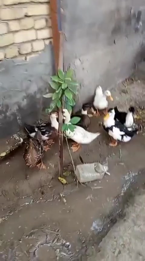 السلام عليكم للبيع بط وبش مكس العدد 7 كلهن خط اول الشراي بخدمته


**إذا كنت صاحب هذا الإعلان وتريد حذفه لأي سبب، رجاءا أرسل رسالة إلى الدعم الفني**