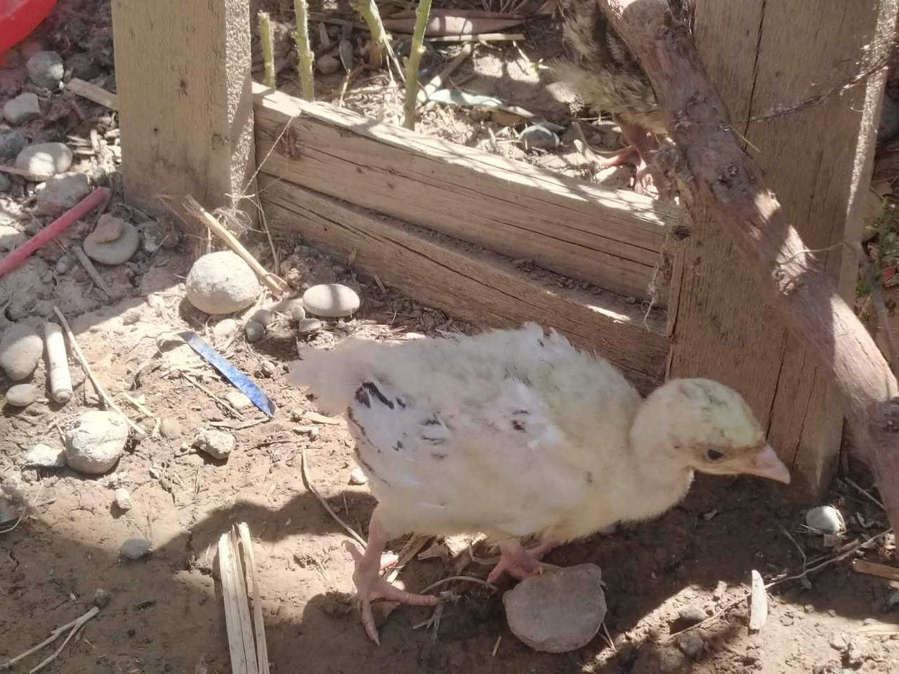 السلام عليكم يوجد افراخ افسيفس عرب مو مال مفاقس عدد8 عمر شهر مكاني ازهيليله ‏‪***********‬‏
