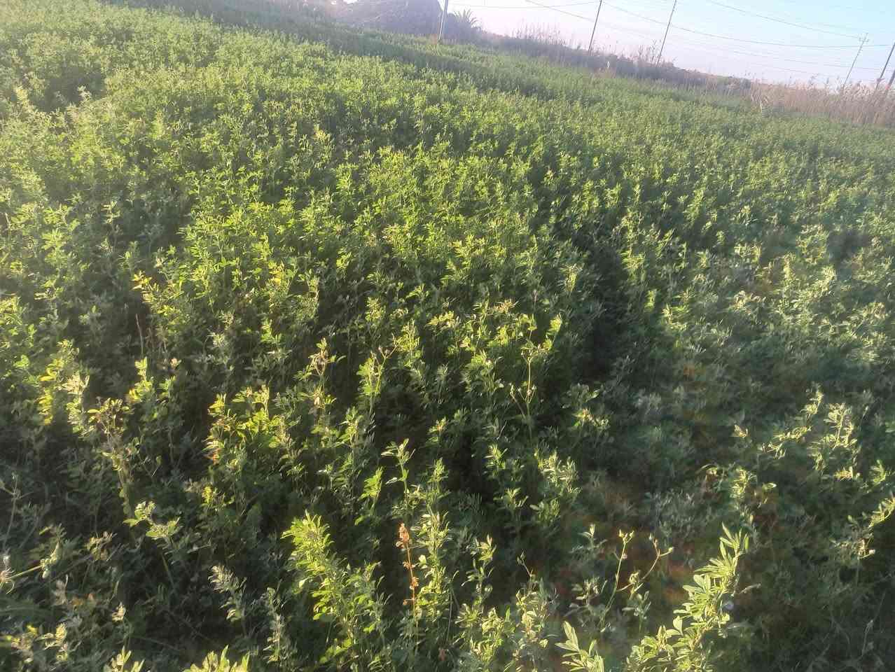 مكلف بالنشر.
يتوفر جت جاهز للبيع بمساحه تقدر ثلاثه دونم للبيع في قرية آل عبيد مقابل شركة بتروناس من يرغب الاتصال على الرقم ***********
