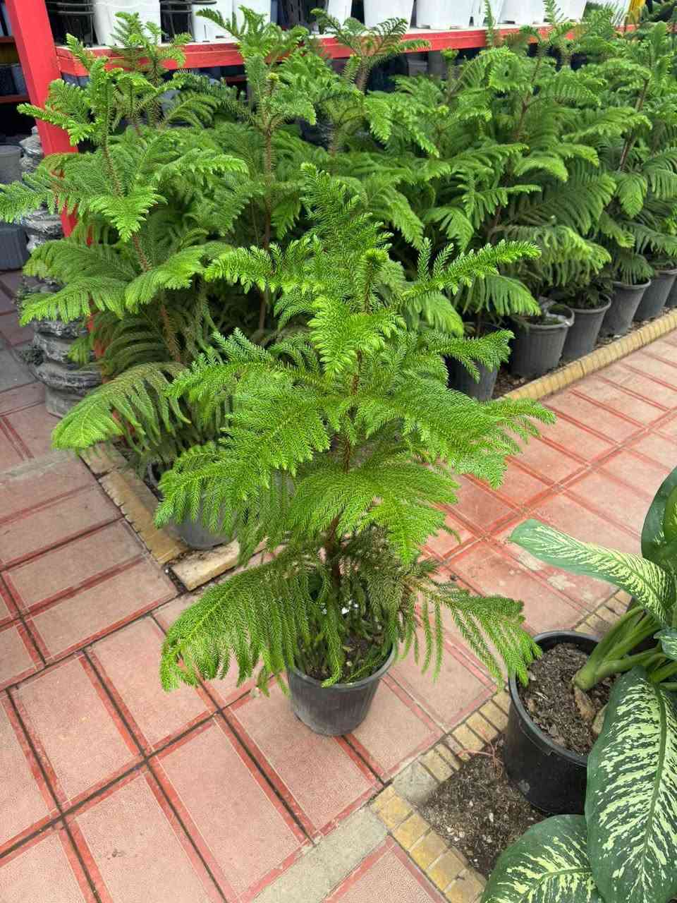 🌿 نباتات ظل صحية
🪴 أسعار مناسبة
🚚 توصيل داخل (بغداد ٥٠٠٠ )
📩 راسلينا خاص بغداد, العراق


**إذا كنت صاحب هذا الإعلان وتريد حذفه لأي سبب، رجاءا أرسل رسالة إلى الدعم الفني**