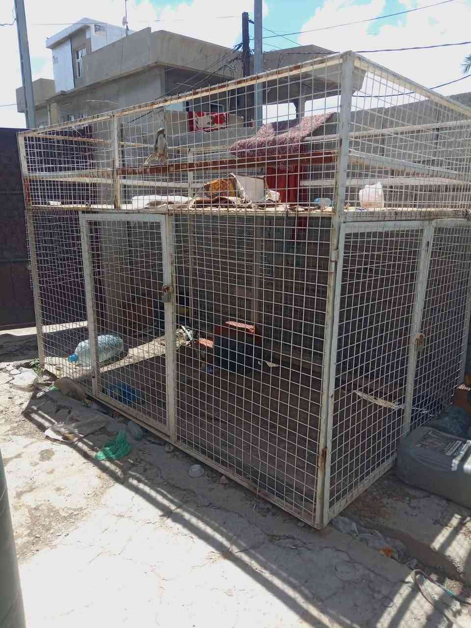 رقفص كيا منزليه يرهم قفص طيور للبيع كلش نضيف بشرط بسعر 125الف الي يريد ينتصل علا رقم  ***********
