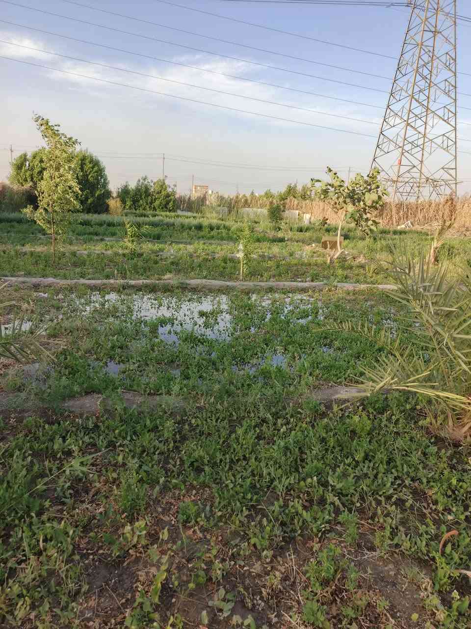 سلام عليكم  بستان للبيع مساحته لوجه 30 ونزال 50  مكانه حي جوادين نزله ثانيه نزله كيلو عن شارع  ماي اساله وكهرباء وكرمه وغطاس للستفسار اتصال على الارقام  

***********////***********
