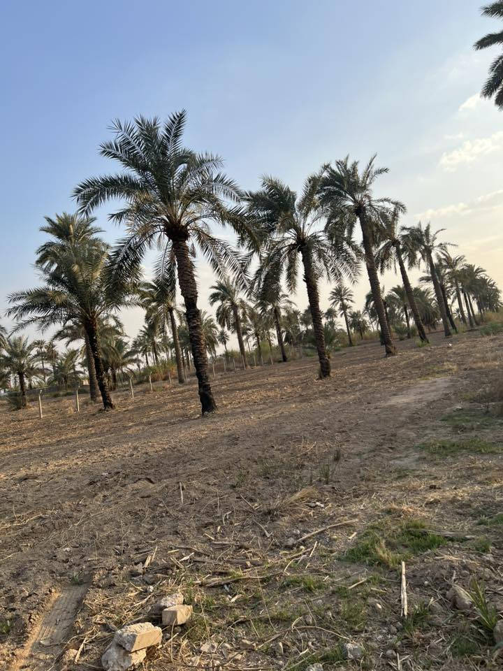 السلام عليكم
للبيع دونم طابو ملك صرف واجهة الأرض 23متر جميع الخدمات متوفرة يصلح لانشاء مزرعه الموقع بغداد المدائن شارع سيد علي ***********
