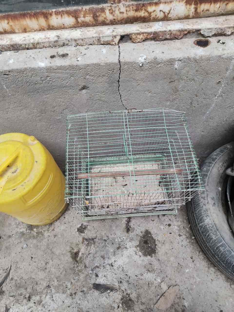 قفص طول 42 عرض42 سعرة ٧ مكاني بصرة زبير يرهم غندور كناري فنجس


**إذا كنت صاحب هذا الإعلان وتريد حذفه لأي سبب، رجاءا أرسل رسالة إلى الدعم الفني**