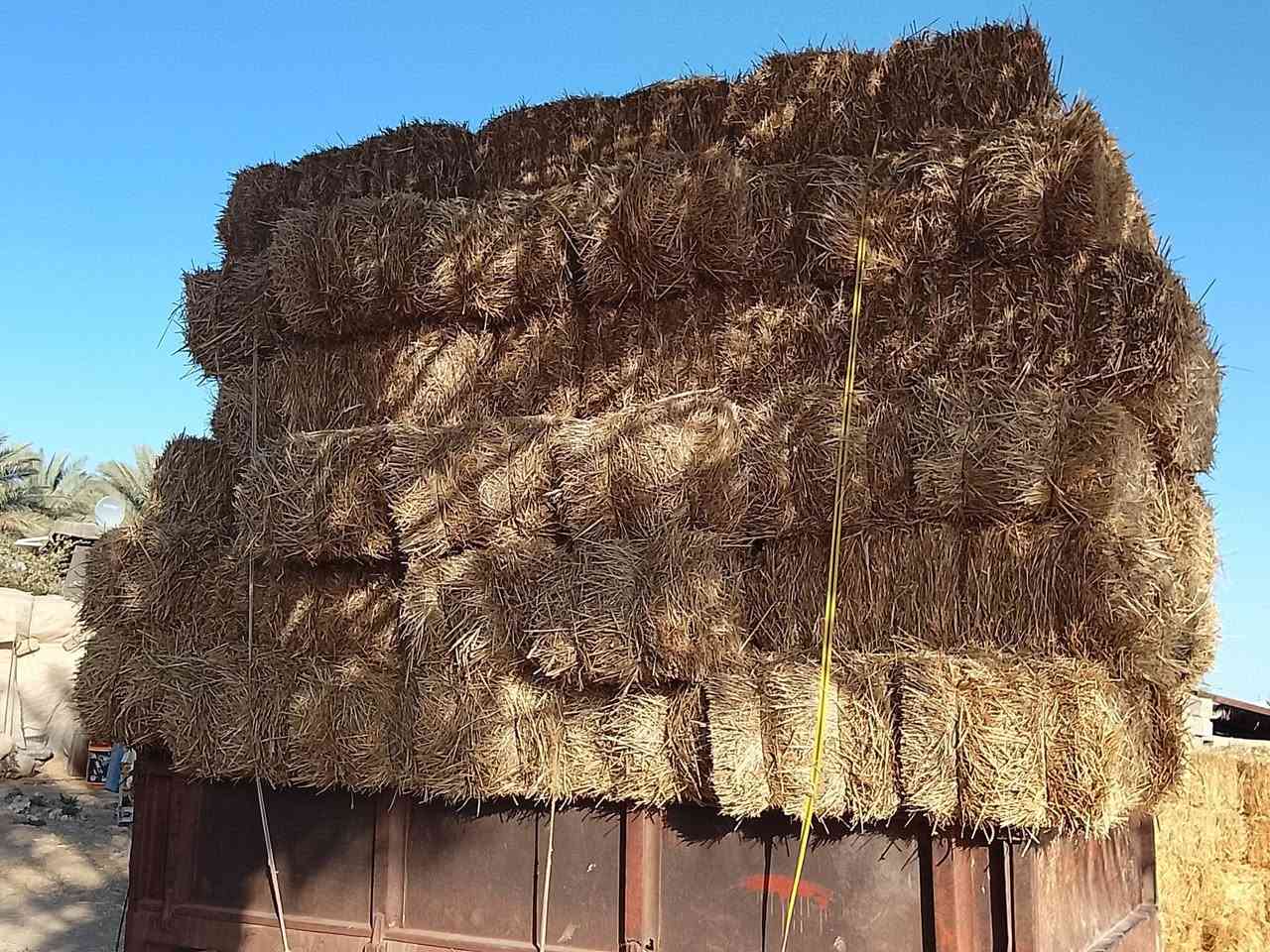 سلام عليكم يوجد تبن مكان داخل جبله الاستفسار ***********.  ***********
