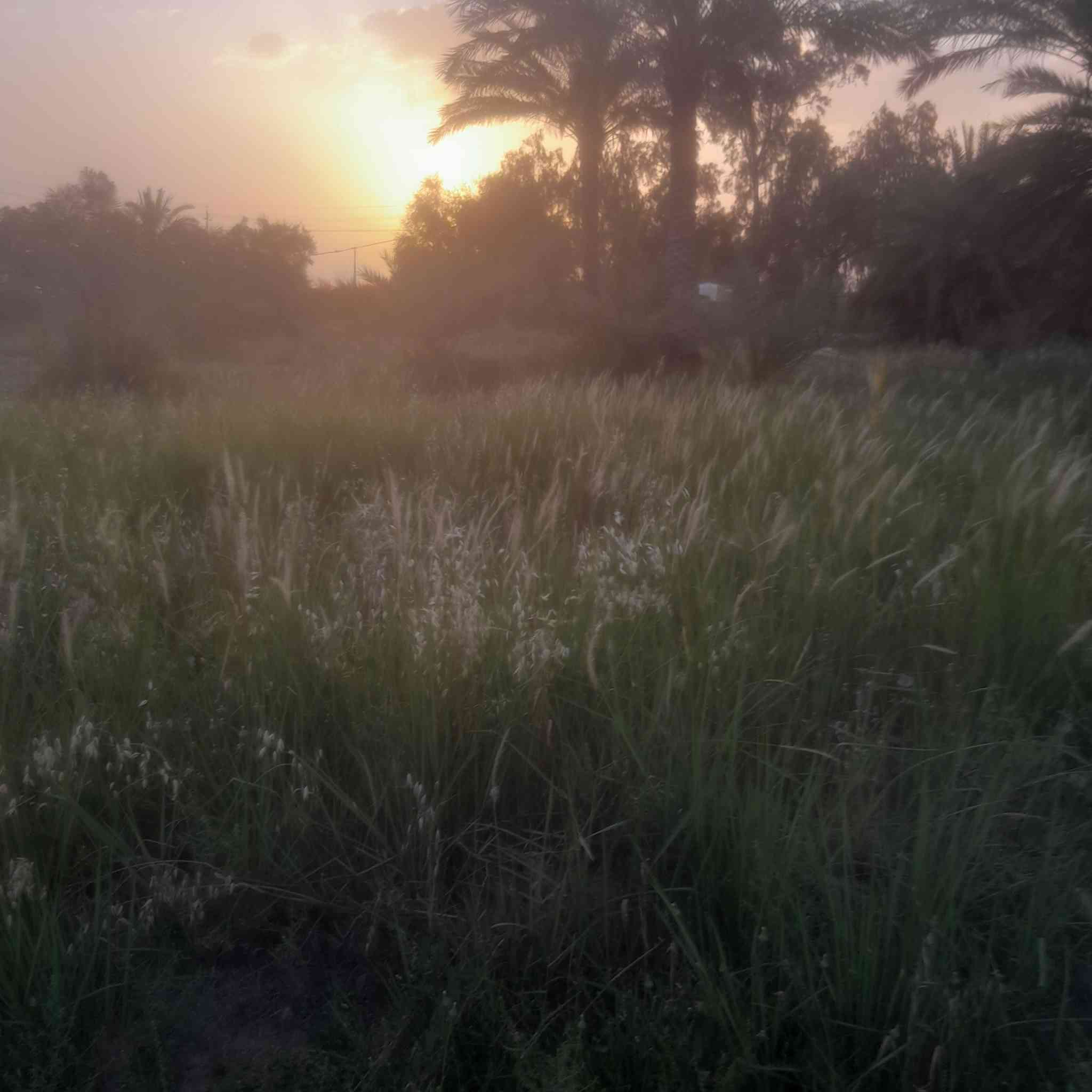 السلام عليكم ارض زراعيه للبيع عقد ١١٧ المساحه ٢ دونم تصلح للزراعه والسكن خدمات ماء كهرباء تبليط مقابيل مشروع الوحده للاستفسار  ***********
