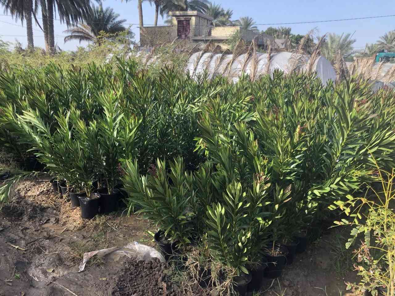 اللهم صل على محمد وآلِ محمد
دفلة بيضه والوان 
العنوان طريق حلة كفل منطقة ابو سميج 
***********
