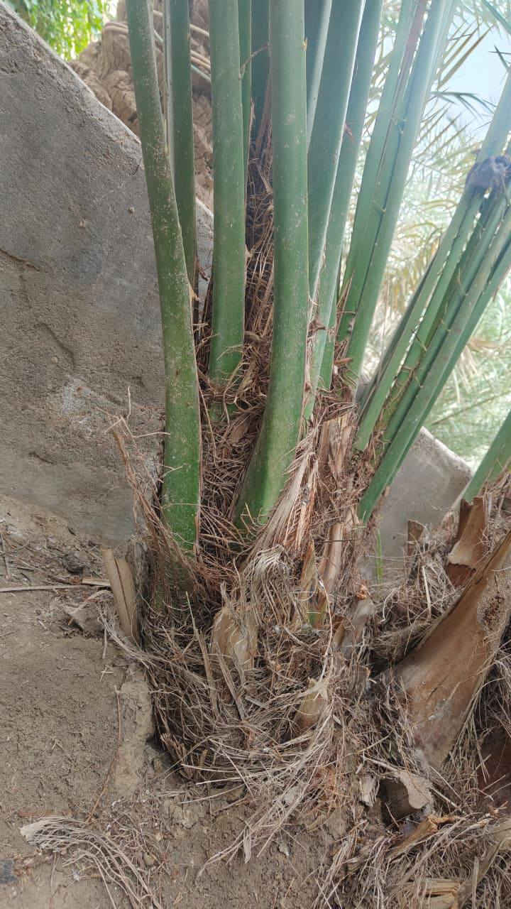 فسائل بحري العدد 3
***********
