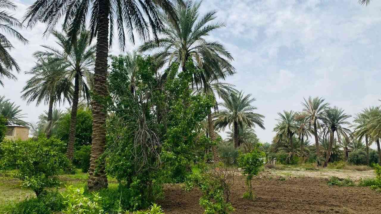 ارض زراعيه بستان 9 دونم منطقة الحصن طريق محاويل سدة.ممكن تنباع 5دونم وممكن تنباع ال 9 .سعر الدونم الوحده 
35 مليون.
.*********** 
***********
