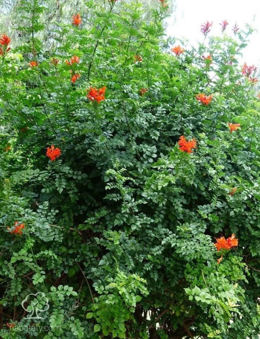 مشتل نباتات نادرة
توفرت شتلات متسلق المرجان البوقي 🌺
📏 الارتفاع: 60 سم تقريباً
🚚 التوصيل: متوفر إلى جميع المحافظات
💰 السعر: 6,000 
🌿 المواصفات:
نبات متسلق زينة سريع النمو، يتميز بأزهاره البوقية ذات الشكل المرجاني وألوانه الزاهية التي تضيف لمسة فخامة لأي حديقة
💪 التحمل:
يتحمل أجواء العراق القاسية، مقاوم للحرارة العالية وينجح بالزراعة في الشمس المباشرة مع نمو قوي وسريع
🌸 الفوائد:
مثالي لتغطية الجدران والأسوار والبرجولات، يعطي ظل خفيف ومنظر طبيعي جذاب يلفت الانتباه
📞 للحجز والاستفسار: ***********
✨ متوفر الآن بأعداد محدودة، سارع بالحجز ✨
