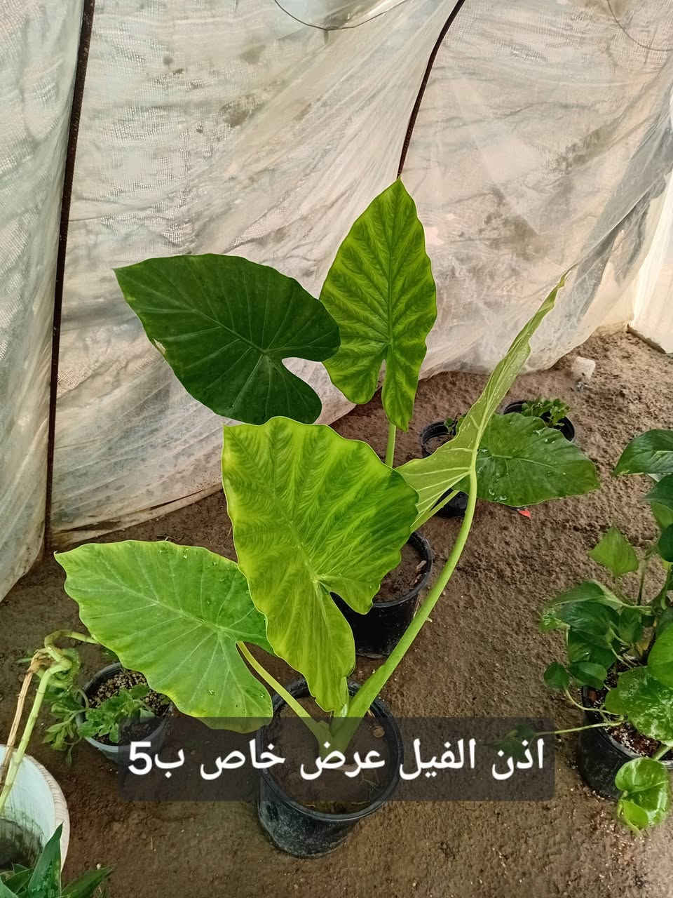 مشتل جنى على شارع العام مقابل جامعه الكوت ويوجد لدينا خدمة توصيل


**إذا كنت صاحب هذا الإعلان وتريد حذفه لأي سبب، رجاءا أرسل رسالة إلى الدعم الفني**
