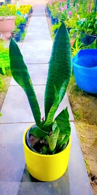 جلد نمر • ديكور • زينة بيت