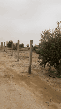 بستان • بريه بعاجه بساتين الگصب • دونمين ونص