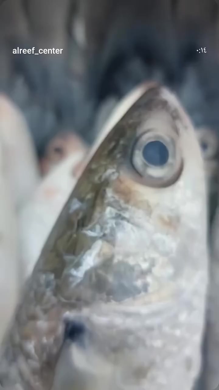 بمناسبة قدوم شهررررر رمضان المبارك 👑 متوفرين على مدار ٢٤ ساعة بخدمتكم... 

🚀 دليفري– كل خدمات

 التوصيل من مكان واحد! 🛵

📍 انطلق من الميدان... ووصل لأي مكان

 داخل سماوه  بكل سرعة واحترافية!

💼 خدماتنا تشمل:

🍔 توصيل طلبات المطاعم

🛍️ توصيل البقالة والمواد الغذائية

💊 توصيل الأدوية والمستلزمات الطبية

📄 توصيل الأوراق الرسمية والوثائق

🎁 توصيل الطرود والهدايا للحبايب 😍 😍 

🛠️ توصيل قطع الغيار والمعدات

🧺 استلام الغسيل من وإلى المغاسل

🏦 توصيل دفعات مالية أو أوراق للبنوك والشركات
👕 خدمة استلام وتسليم من المحلات والورش
🔁 . 

🔊🔊تبديل قنينة  غاز  من البيت الى البائع والى البيت
✅ 
✅
 تغطية شاملة لجميع مناطق السماوه فقط 
✅ خدمة سريعة وآمنة – تواصل مباشر

  واتساب . او خط ***********

حساب انستاا.      ,👈mujtaba97aa
