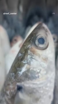 سماوه • توصيل ٢٤ ساعة • توصيل مطاعم وبقالة