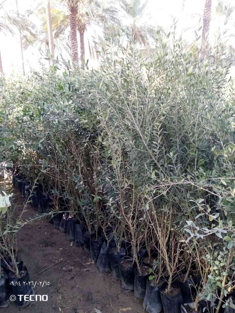 السلام عليكم 
قلم صوز سندان 
زيتون كيس 
بخور سندان
البيزيا سندان 
ددونيه سندان وكيس 
جاتروفا سندان 
الموقع الجزيره السياحيه 
للتواصل متوفر واتساب 
‏‪***********‬‏
