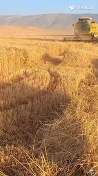 اخوان هذا البيع رقم صاحب سيارا ٠٧٥٠٨٨٩٧٩٦٧