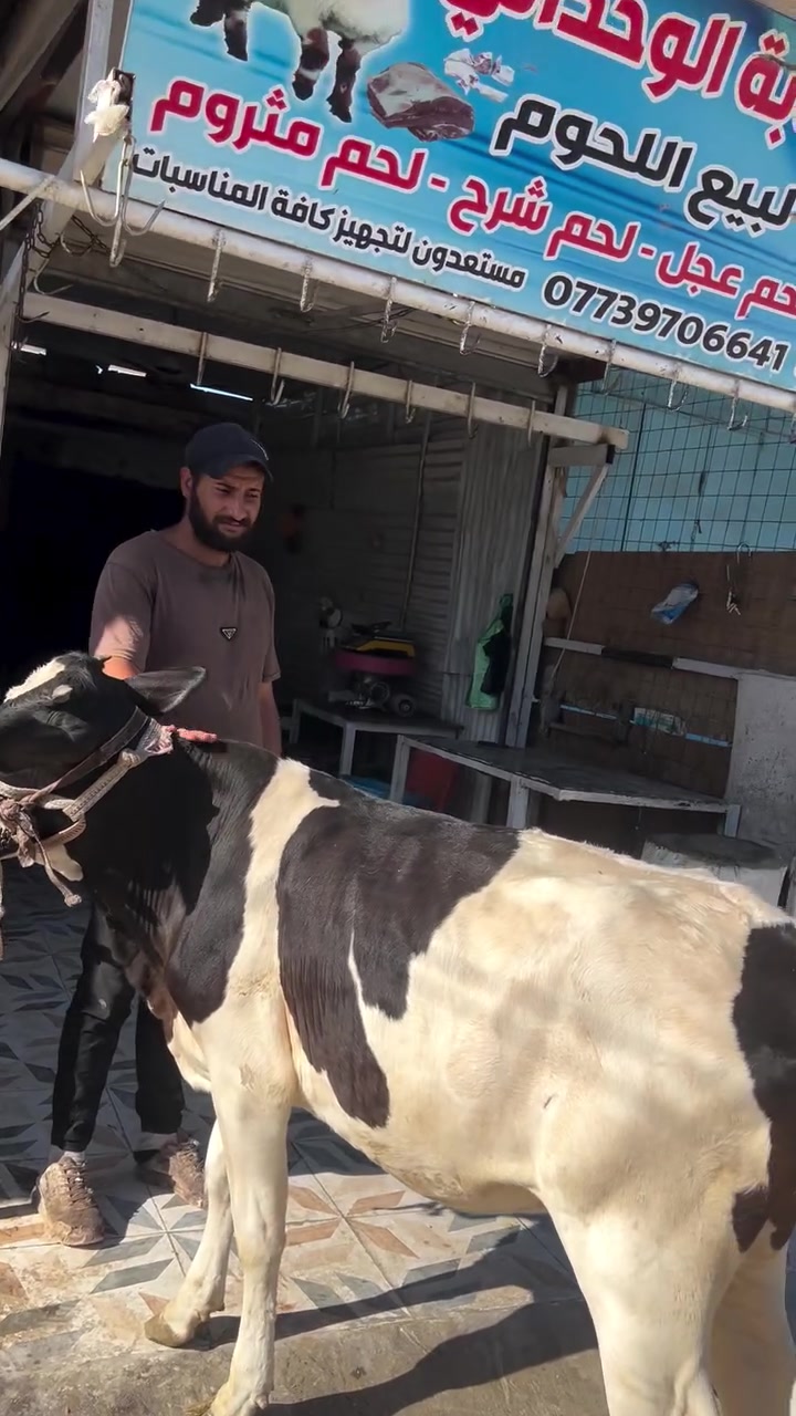 ان شاء الله ليوم الصبح يوجد لحم عجل درجه اولى شرط قوزي 🐂🔪🐂🥩🥩🍖الحمه التريدهة تاخذها 
(شرط عراقي مال الديرة 💯💯لاسوري ولامستورد)
🍖🐂🐂🐂 السعر  13 الف
***********
