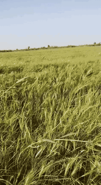 ارض زراعية سند ٢٥ ملك في محافضة واسط الزبيدية تحتوي على مشيدة ٣ بيوت واحد متكامل مع بيتين بناء هياكل صدر الارض شاطئية تبليط نزالها ٦ كيلو متر واجهية ٤٠م تفتح الارض سعر دونم ١٥مليون بي مجال هاتف ***********7 مكتب الزيدي للعقار
