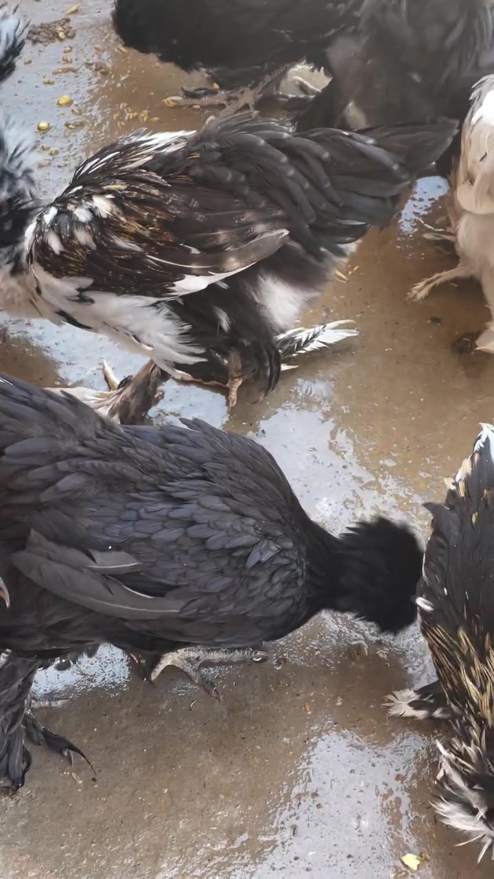 للبيع


**إذا كنت صاحب هذا الإعلان وتريد حذفه لأي سبب، رجاءا أرسل رسالة إلى الدعم الفني**