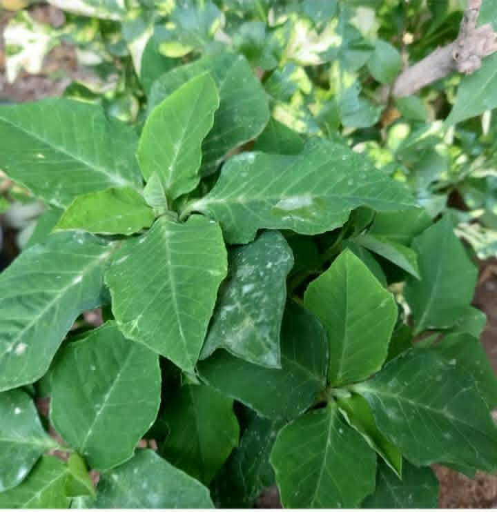 السلام عليكم 
تتوفر بذور نبات بنت القنصل العراقي 
نبات حولي صيفي ينتج ازهار جميلة و تتلون أوراقه باللون البرتقالي 
سعر المغلف الفين دينار 
بابل إسكندرية 
يتوفر توصيل لكل المحافظات ان شاء الله


**إذا كنت صاحب هذا الإعلان وتريد حذفه لأي سبب، رجاءا أرسل رسالة إلى الدعم الفني**