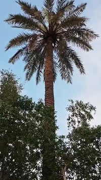 الف متر قبل الجسر الفرنسي سند 25معه مشتمل 07712778884