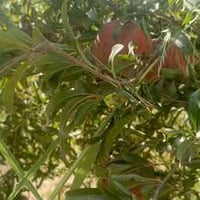 بغداد الراشديه • ١٠٠٠م • طابو زراعي