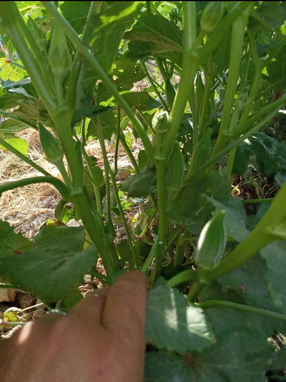 بذور بانيه اللبيع مكفوله اللحوي ***********
