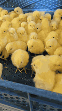 السلام عليكم
اعلان هام
الى جميع الاخوه المربين
المصداقيه والثقه قبل كل شيئ
يعلن مكتب الرحمن عن تواجد افراخ على مدار الشهر
وبأسعار مرضيه طير درجه اولى
تركي_سعودي_بلجيكي_اردني
للحجز والاستفسار
***********
***********
الموقع بغداد السنك
(خير التجربه البرهان)
