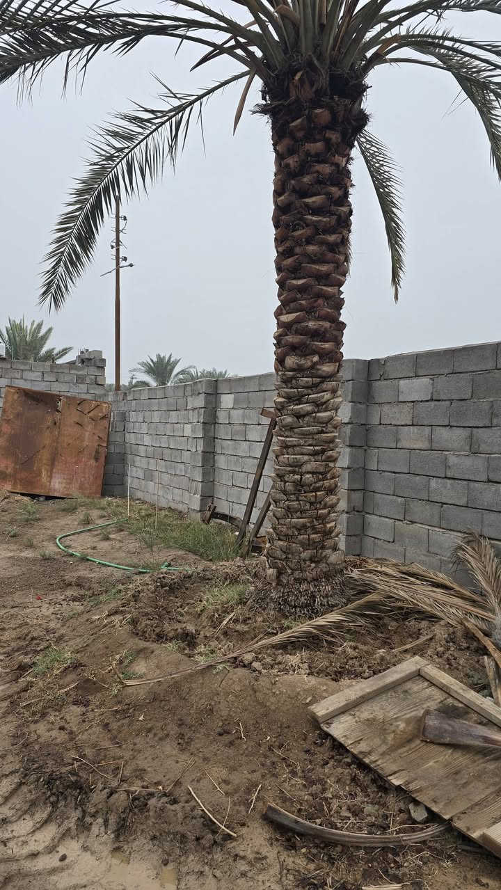 قطعه أرض للبيع مساحة 530متر مزروعه جميع نخيل برحي وبريم ام دهن انواع مختلفه  وانواع وسدار 🌴🌲🌺🌻🌷🌾🥀 مسيجه بلوك محكمه وباب سليت 🧱 وجها 25متر ونزال 20ونس نوع العقار وقف سني اصولي  العنوان بصره أبي الخصيب منطقه جيكور شارع الميناء عرض شارع 7متر جميع الخدمات متوفره ماء كهرباء مدارس جوارين ذهب ابو الخصيب القدامه سعر 38 مليون وبيه مجال الاستفسار اتصل أو وتساب ***********
