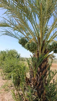 🌴 للبيع بستان طابو صرف – الديوانية / السنية 🌴 📍 الموقع: نزلت سيد جرص –...