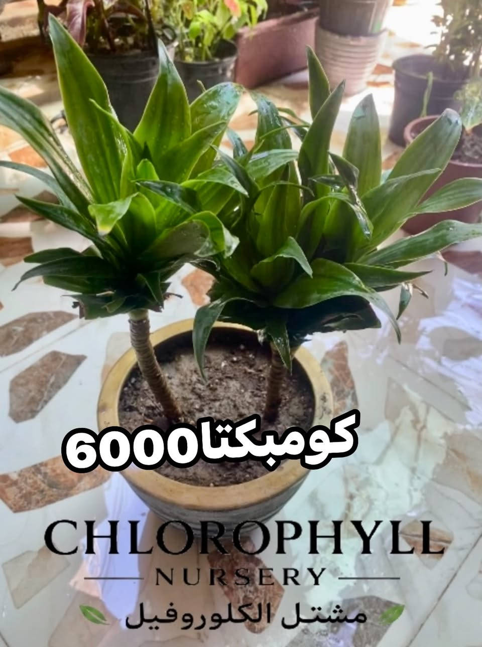 مشتل الكلوروفيل🌿🍀
يتوفر لدينا كافة النباتات المنزليه 
🚚 التوصيل داخل الموصل فقط (ايسر+ايمن)
للحجز والاستفسار *********** 📞 واتساب
#الموصل #نباتات #نباتات_منزلية #نباتات_الزينة
@إشارة
