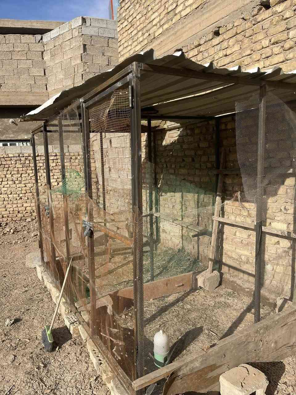 سلام عليكم متاح قفص الطول 3متر والارتفاع 2متر والنزال 2متر /وياه سكف  جينكو عدد ثنين كل وحده طوله 2متر ونص  كما موضح بل فيديو /سعره 190وبيه مجال بسيط /اي ستفسار مراسله اصفحه إو التصال/على رقم /***********
