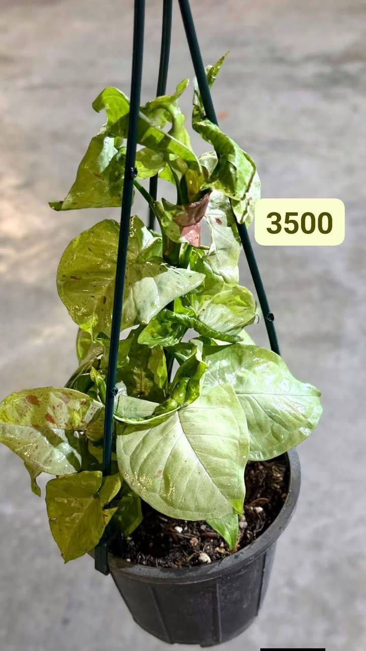 تخفيضات لكل زرع عندي 
***********
