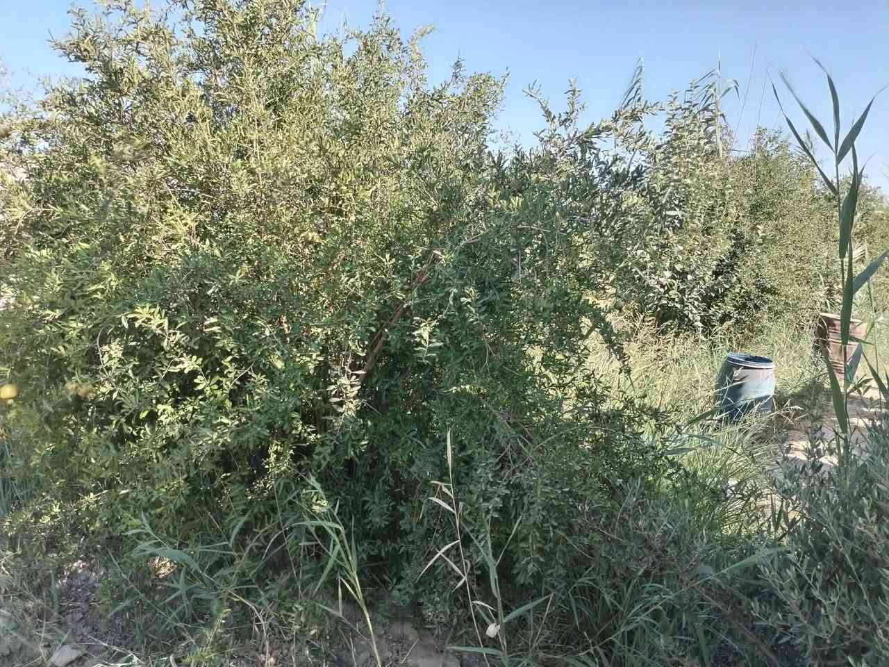 أرض زراعيه دونمين سند 25 شرط التحويل وأمامها نهر للسقي شارعها 8 امتار عنوانها مشروع المسيب كيلو 10.تحتوي على 3 دور سكنيه
أرض زراعيه دونمين سند 25 شرط التحويل وأمامها نهر للسقي شارعها 8 امتار عنوانها مشروع المسيب كيلو 10.تحتوي على 3 دور سكنيه 

_تفاصيل الأرض 
1-الدار الاول  الكبير. استقبال 7/4.مطبخ4/4.صاله 4/5.غرفتين 4/5.كلي دور 2/2 وحمام

الدار الثاني غرفه 4.5 /3.5..صاله ومطبخ 3/3 وحمام
الدار الثالث غرفتين 4/5 صالتين 4/4 ومطبخين 4/4 وحمامات 

الأرض مسيجة ومزروعه تين ورمان وعنب وتفاح وحمضيات واشجار ضليه منوعه. السقي ماطور غطاس كهربائي وماء اسأله وكهرباء وطني مولد. التبليط يبعد 300 متر والشارع المؤدي الها عرضه 8 امتار مسجل الاستفسار الاتصال على الرقم ***********
