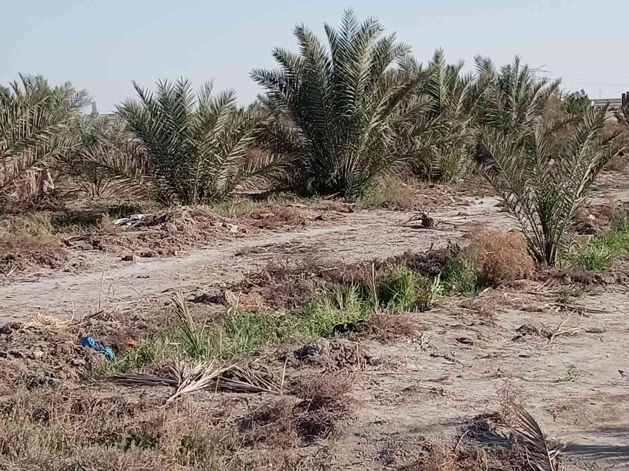 البيع 2 ابيوت واحد جاهز السكن وثاني عوزه تشطيب بستان اكثر من ٨٠ نخله ماي اساله من بربوتي وبيه بير ارتوازي وكهربا منطقه ال كواكه قرب محطه وقود ⛽ الحمداوي تبعد عن الشارع العام 400 متر خدمات تمام  مساحه الارض 2 دونم ***********
