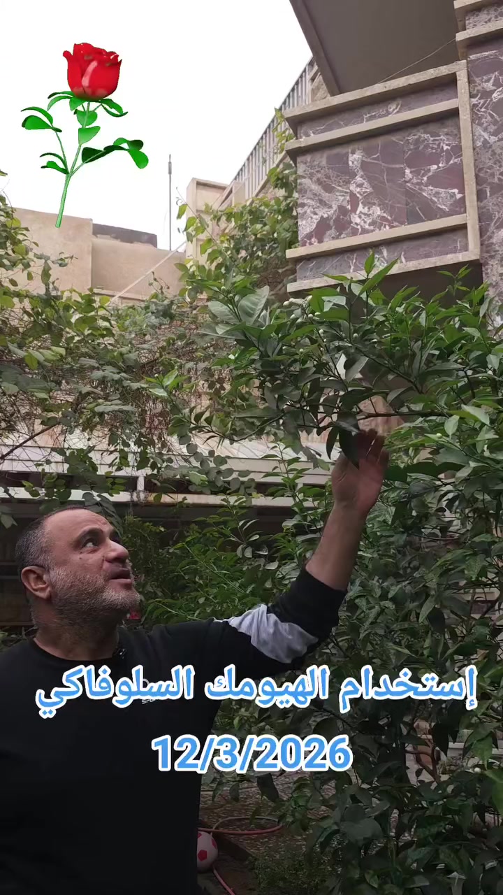 ننصح بإستخدام الهيومك السلوفاكي لزيادة الإنتاج وتحسين  جودة المحصول  .  
هذه الشجرة تمت زراعتها  عام 2019   وبقيت بدون  ثمار. لحين إستخدام الهيومك السلوفاكي  .
#localbusiness
#flowers


**إذا كنت صاحب هذا الإعلان وتريد حذفه لأي سبب، رجاءا أرسل رسالة إلى الدعم الفني**